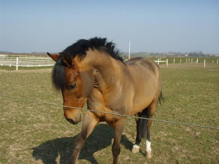 Anden særlig race Mr Champ billede 6