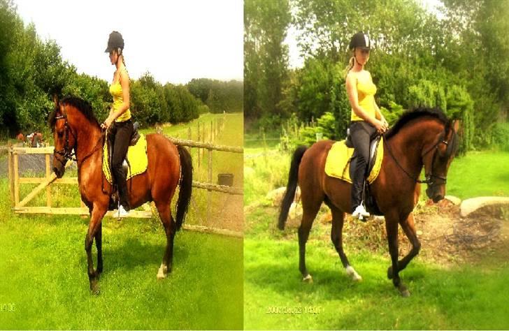 Anden særlig race Mr Champ billede 7