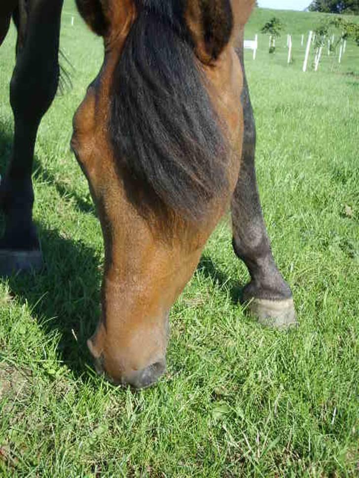 Anden særlig race Mr Champ billede 8