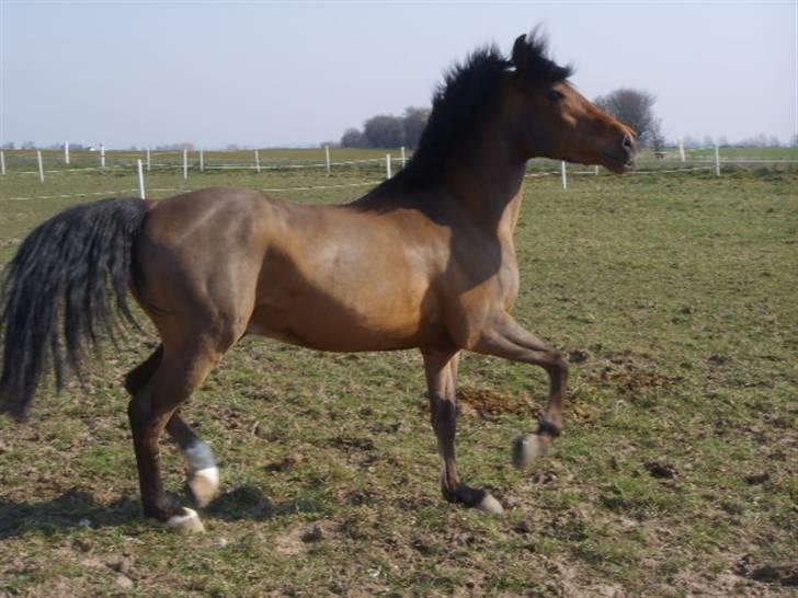 Anden særlig race Mr Champ billede 9