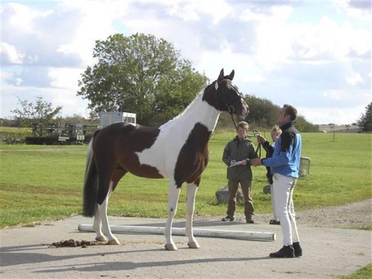 Pinto Hoelgaard´s Young Gun  - Materialeprøve 2007 billede 8