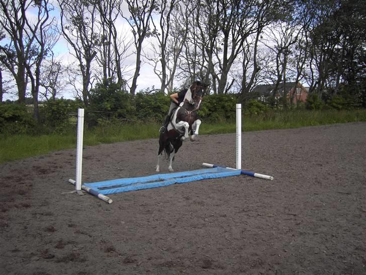 Pinto Hoelgaard´s Young Gun  - Den ser godt nok farlig ud...... billede 10