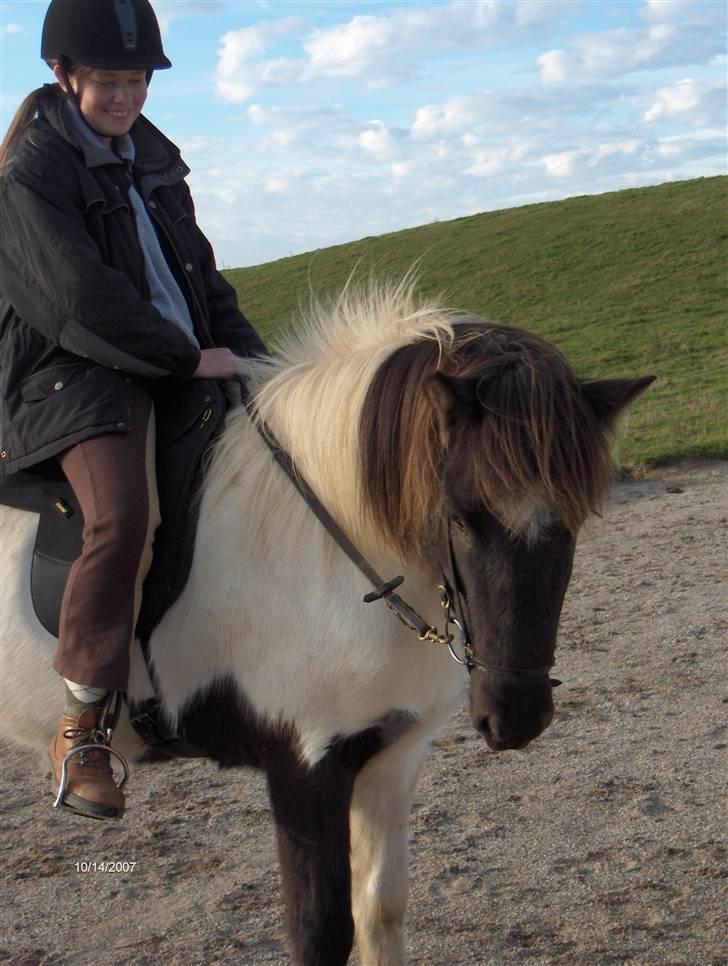 Islænder Hatta fra Rønnekildegaard - en rytter der godt kan lide sin hest billede 15