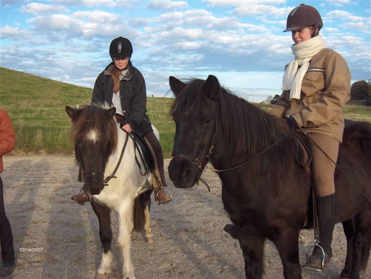 Islænder Hatta fra Rønnekildegaard - hatta og hendes mor Ýrja billede 16