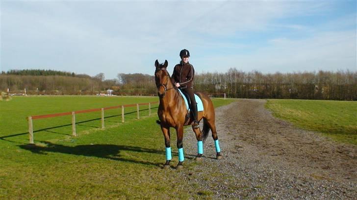 Dansk Varmblod Gørklindtgårds Flash [Tidliger hest] - ude i det dejlige vejr :) billede 6