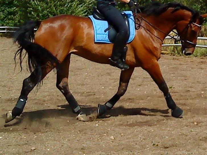 Dansk Varmblod Gørklindtgårds Flash [Tidliger hest] - ude i det dejlige vejr :) billede 8