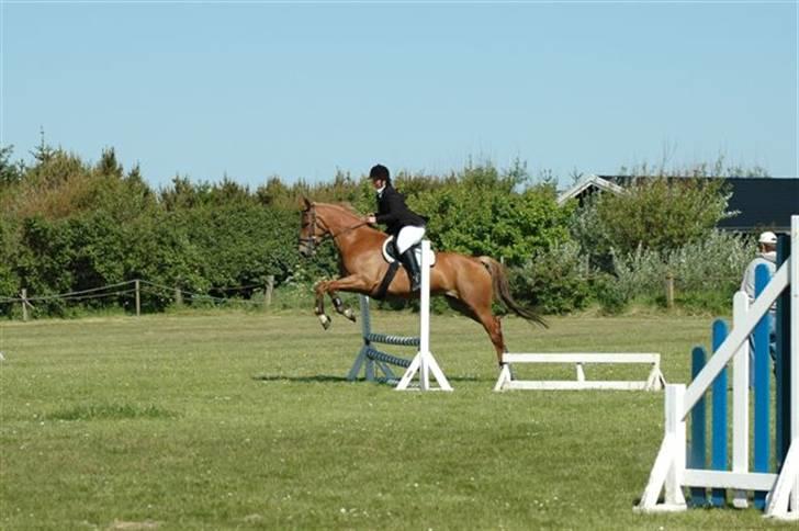 Frederiksborg Kiara - Her springer vi en lille begynderklasse (60-70cm) billede 11