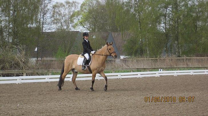 Anden særlig race Titan "Tidligere part" - mig og titan:-D billede 1