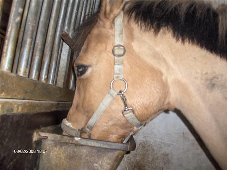 Anden særlig race Titan "Tidligere part" - :) billede 2