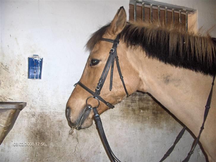 Anden særlig race Titan "Tidligere part" - mmh. billede 3