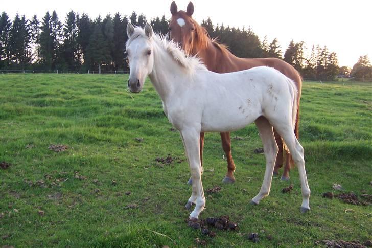 Palomino Marielunds Prima Pearl billede 5