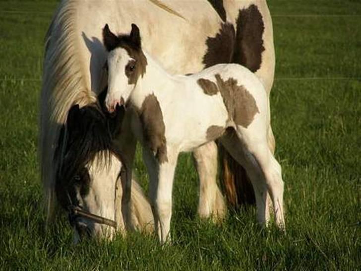 Tinker Ulvebakgaard Iris - Solgt - Iris med sin mor kiss billede 3