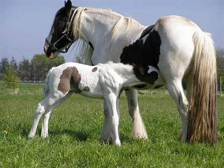 Tinker Ulvebakgaard Iris - Solgt - Iris med sin mor kiss billede 4