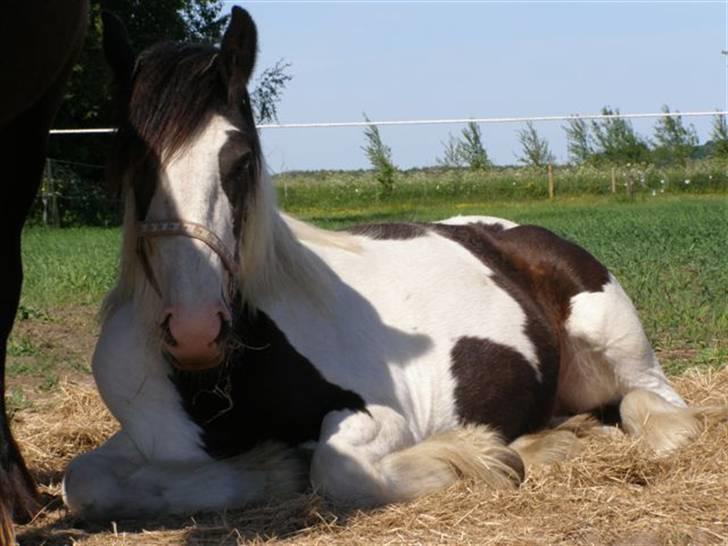 Tinker Ulvebakgaard Iris - Solgt billede 6