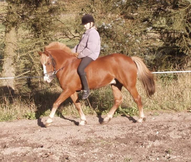 Welsh Pony (sec B) Faxi - Uden sadel, gammelt :) billede 3