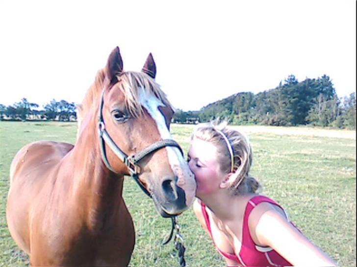 Welsh Pony (sec B) Faxi - Taget sommeren 2007, da jeg "passede" ham, for hende der lånte ham:b Foto: Maria Flensted :b billede 4