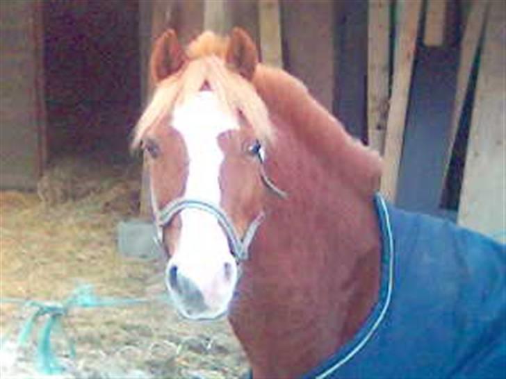 Welsh Pony (sec B) Faxi - Ih min lille pruuhest :* billede 5