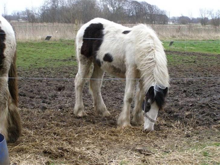 Tinker Ulvebakgaard Iris - Solgt billede 9