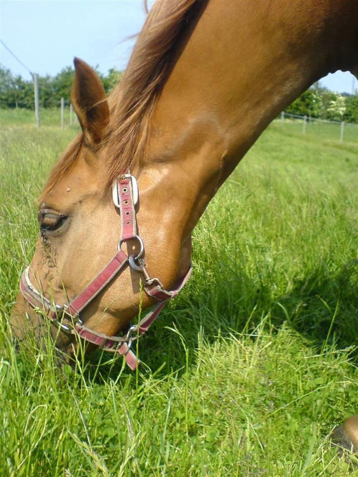 Anden særlig race Ronja røver datter billede 6