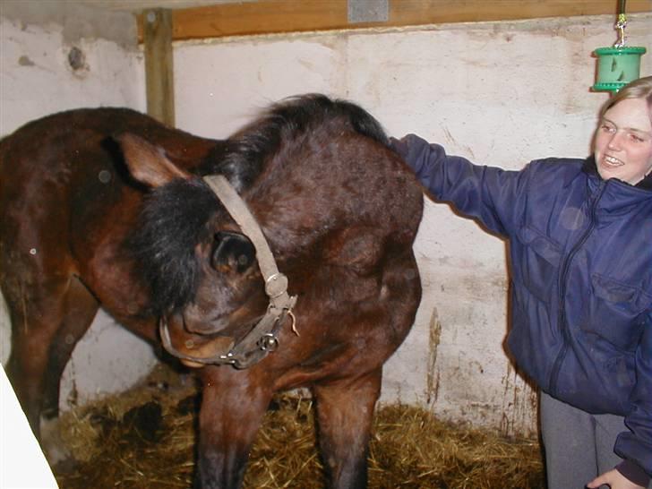 Hollandsk Varmblod Beauty Rose Solgt  - ÅHHH jah det er lige der det klør :) billede 2