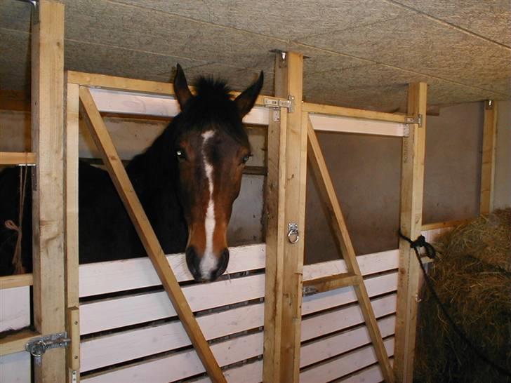 Hollandsk Varmblod Beauty Rose Solgt  - Hvad laver du mor? :) billede 3