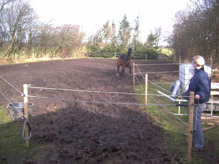 Hollandsk Varmblod Beauty Rose Solgt  - JAAH nu er jeg kommet ud :) Dejligt :) billede 4