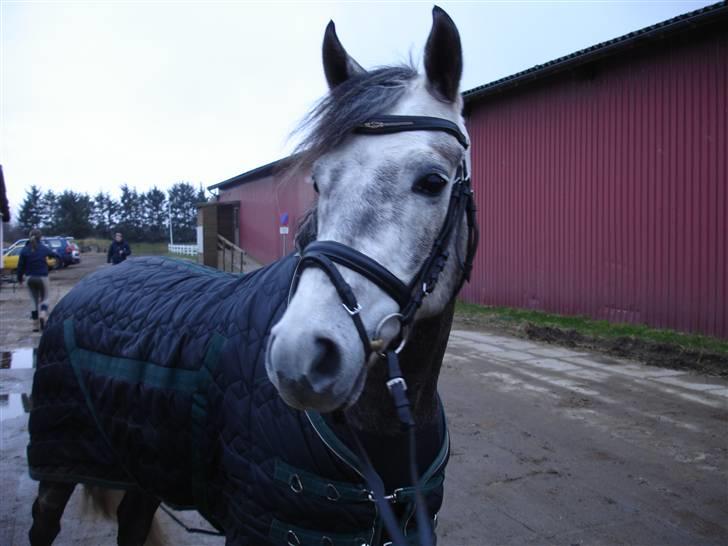 DSP Målunds Magpie - "uhh min smuk´e mac<´33 Foto: Julie gjørtz:D billede 6