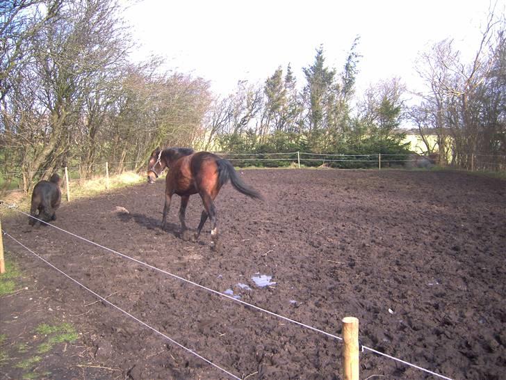 Hollandsk Varmblod Beauty Rose Solgt  - Jeg skal komme efter dig din lille l*rt :) billede 6