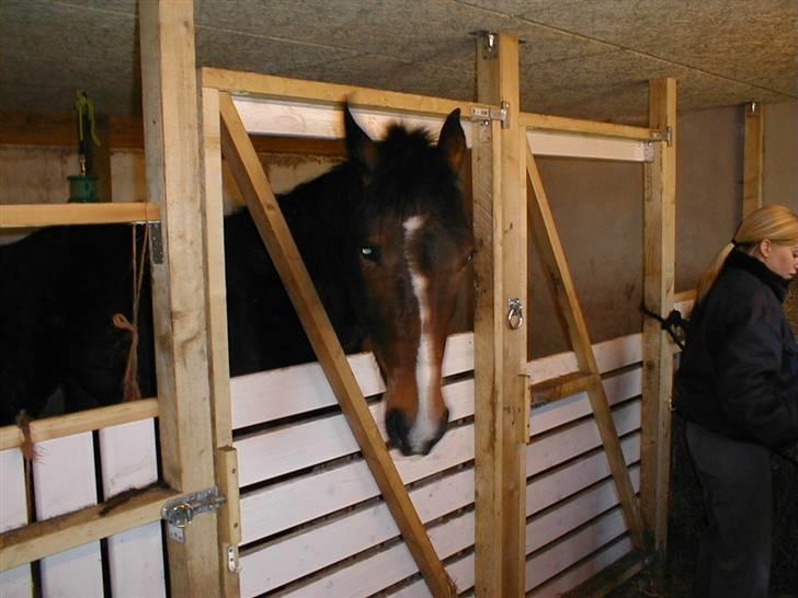 Hollandsk Varmblod Beauty Rose Solgt  - Jeg ved altså ikke lige helt hvad du har gang i mor :) billede 7