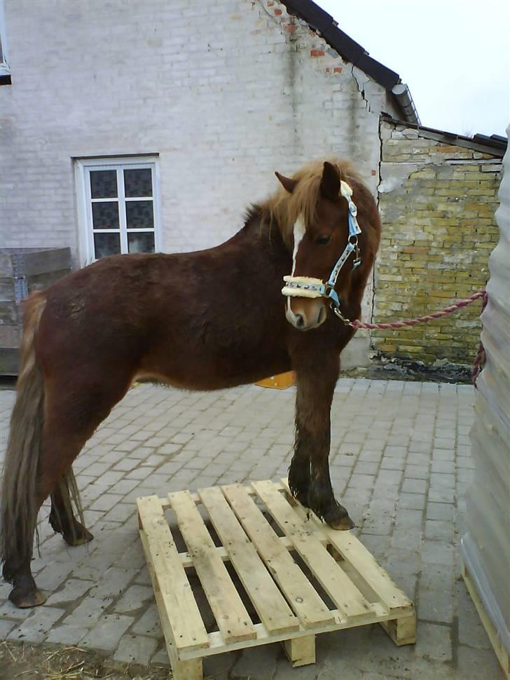 Anden særlig race Æblehavens Dixi wonderboy billede 17