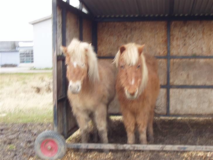Islænder Thor fra Fagereng - her er jeg og min ven Reddy (det er Thor den lysse hest) billede 4
