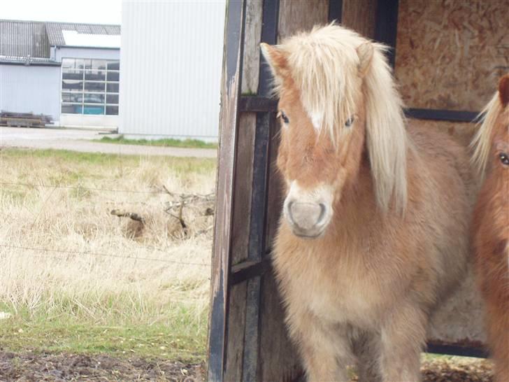 Islænder Thor fra Fagereng - hej er jeg er jeg ikke bare flort?? (Thor) billede 5
