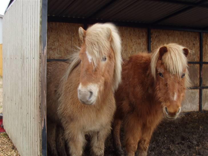 Islænder Thor fra Fagereng - her er jeg og Reddy igen (Thor er den lysse hest) billede 6
