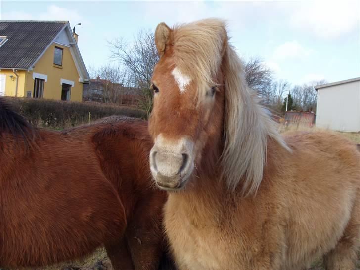 Islænder Thor fra Fagereng - smiil (Thor) billede 7