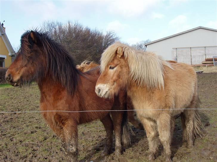 Islænder Thor fra Fagereng - her er Komma og mig (Thor) billede 8