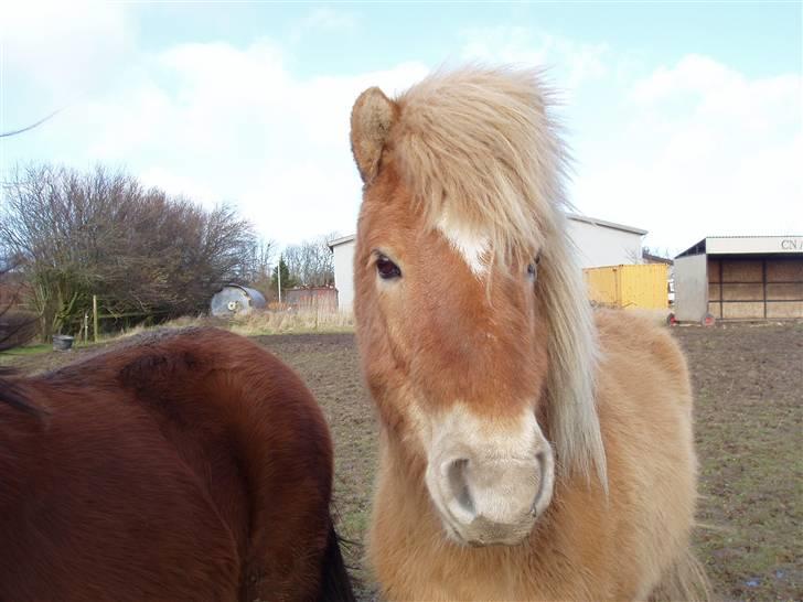 Islænder Thor fra Fagereng - hej her er jeg (Thor) billede 9