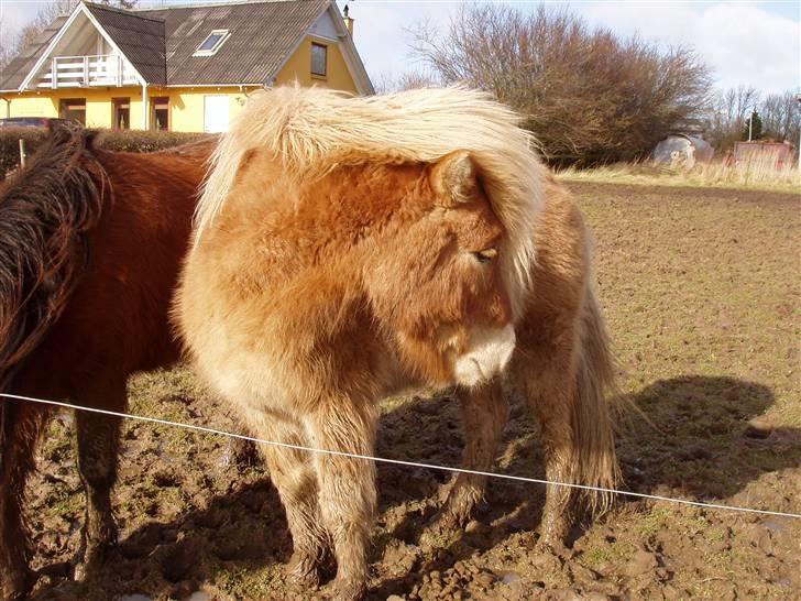 Islænder Thor fra Fagereng - hejsa med dig (Thor) billede 10