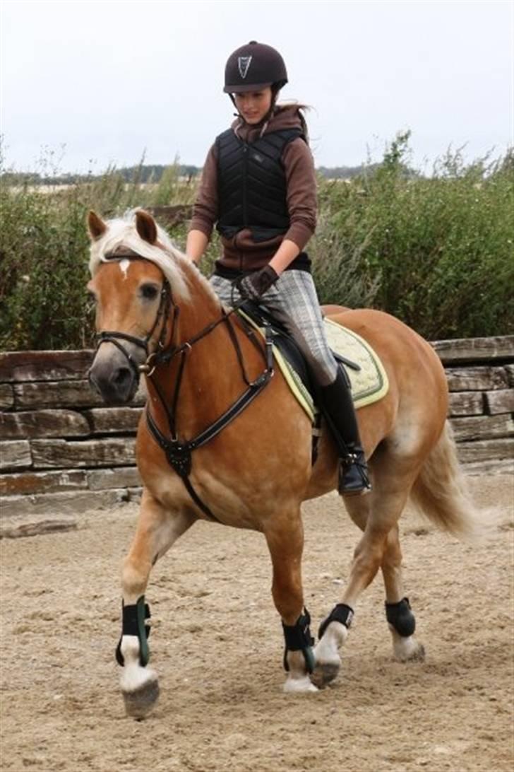 Haflinger Madsinie Stardust - spring træning <3 (fotto: charlotte linder billede 11