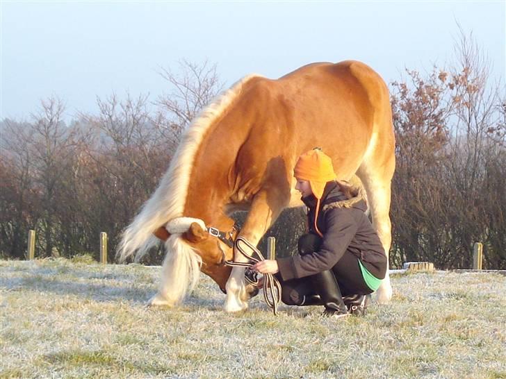 Haflinger Madsinie Stardust - madsinie nejer desember 2008 (fotto: julie holk) billede 13