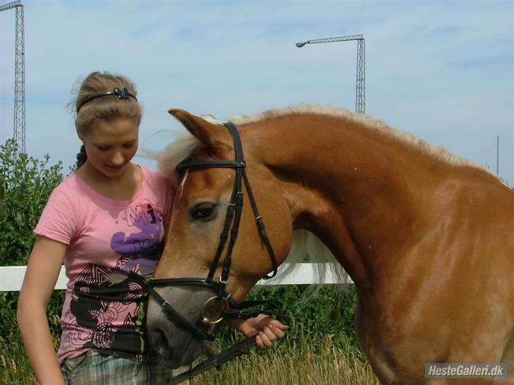 Haflinger Madsinie Stardust - lille nusse trold! (fotto: Karen billede 14