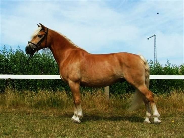 Haflinger Madsinie Stardust - min skønne lille pony (; (fotto:Karen  billede 18
