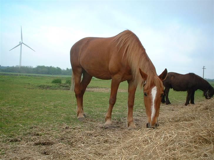Anden særlig race Nikita solgt - jeg står lige og spiser! billede 6