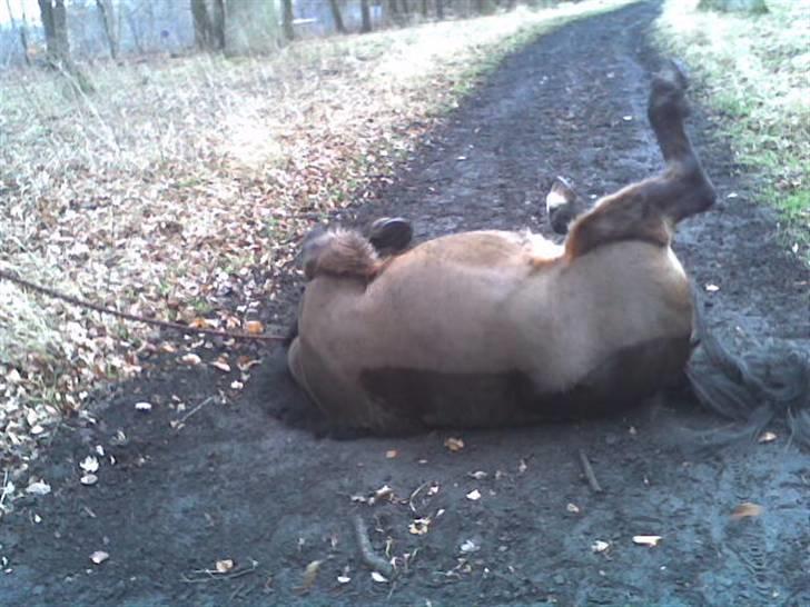 Anden særlig race Spitco - vi træk tur  og så skulle man lige rulle lidt:) hihi billede 7