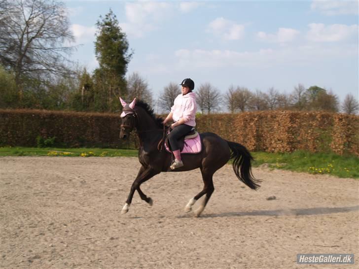 Anden særlig race Sonda Ferry - Fotograf: Anders billede 3