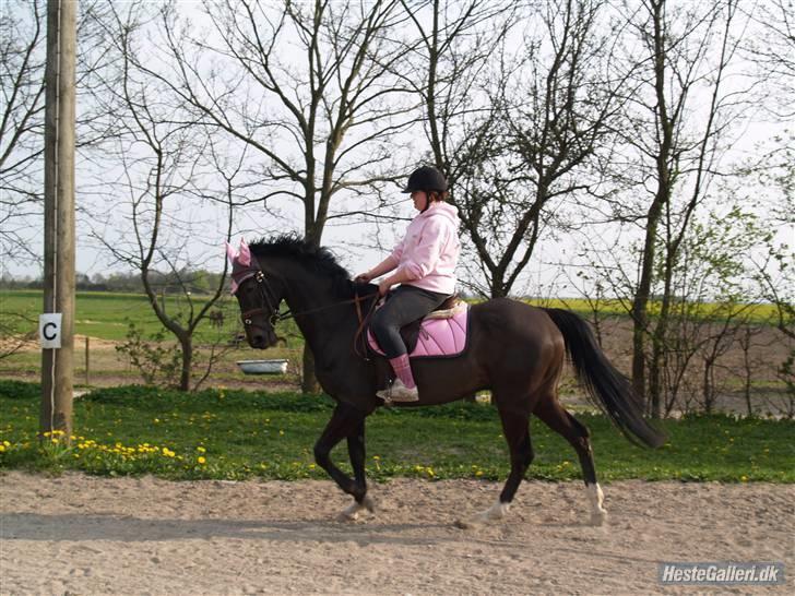 Anden særlig race Sonda Ferry - Fotograf: Anders billede 4