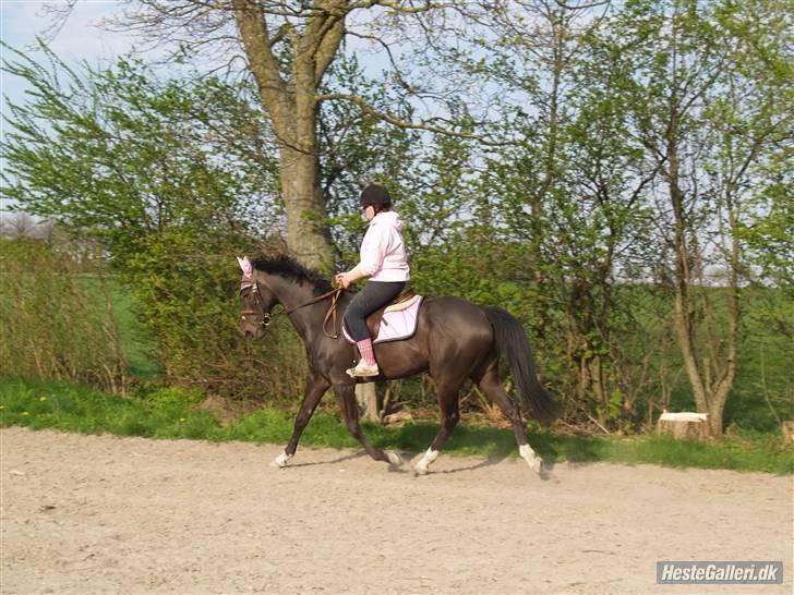Anden særlig race Sonda Ferry - Fotograf: Anders billede 5