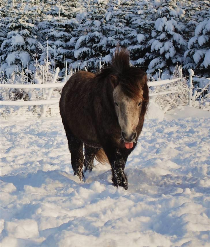 Shetlænder Rolighedens Turbo Frederik - December o9 billede 11