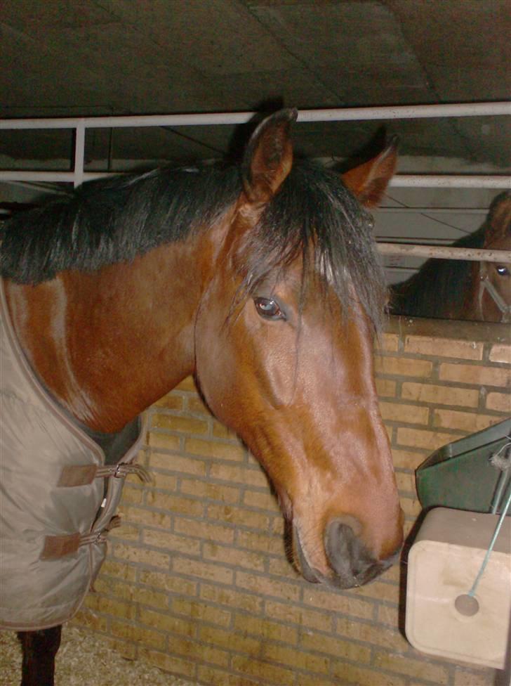 Traver Hanibal *Solgt* - Min banihal <3  billede 4