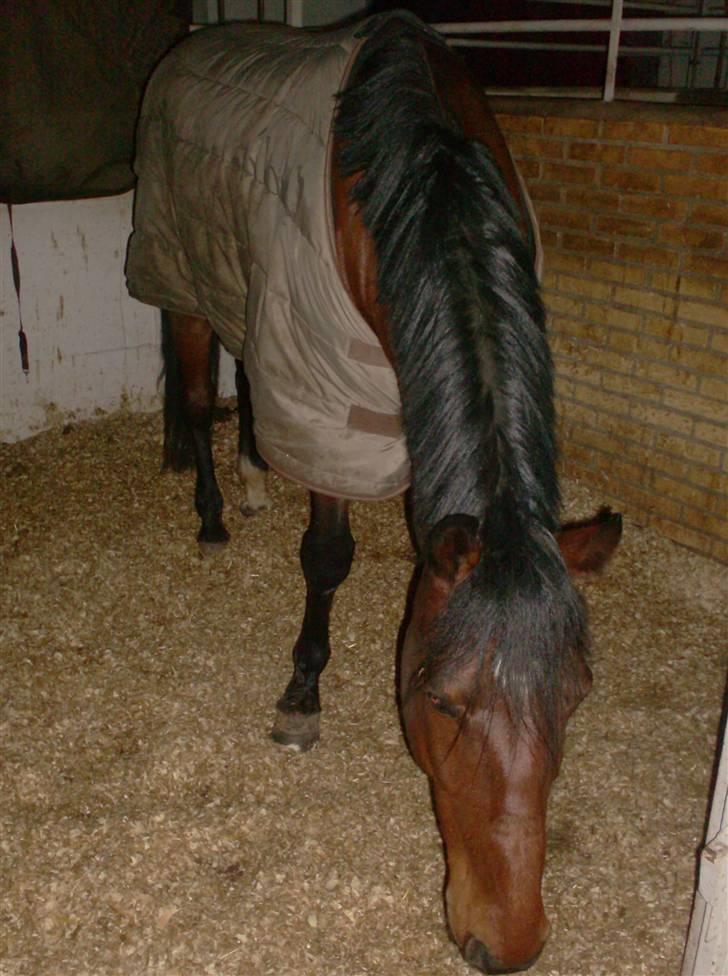 Traver Hanibal *Solgt* - Min banihal <3  billede 5