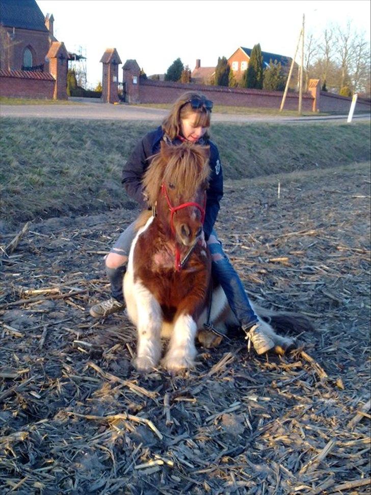 Anden særlig race Viktor Gandalf Conrad - marts 2011, Tricks på majsmarken foran serridslev kirken billede 13